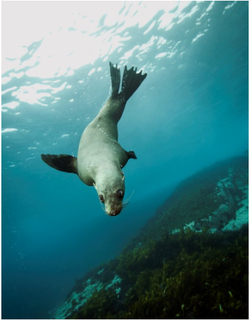 New Zealand fur seal diving-126